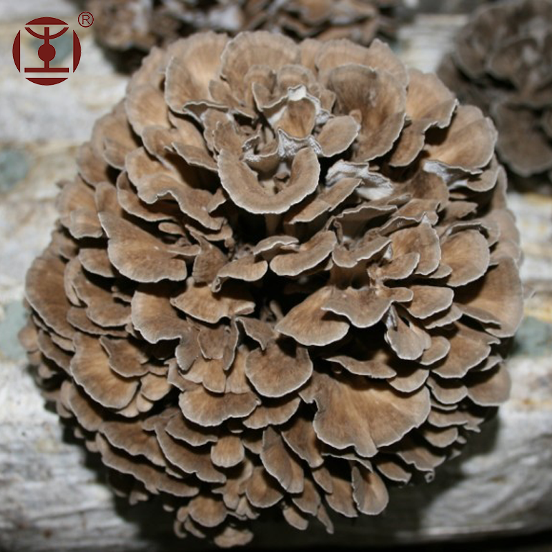 Organic Grifola Frondosa Extract Powder,Maitake Extract Powder Buy Grifola frondosa, Maitake