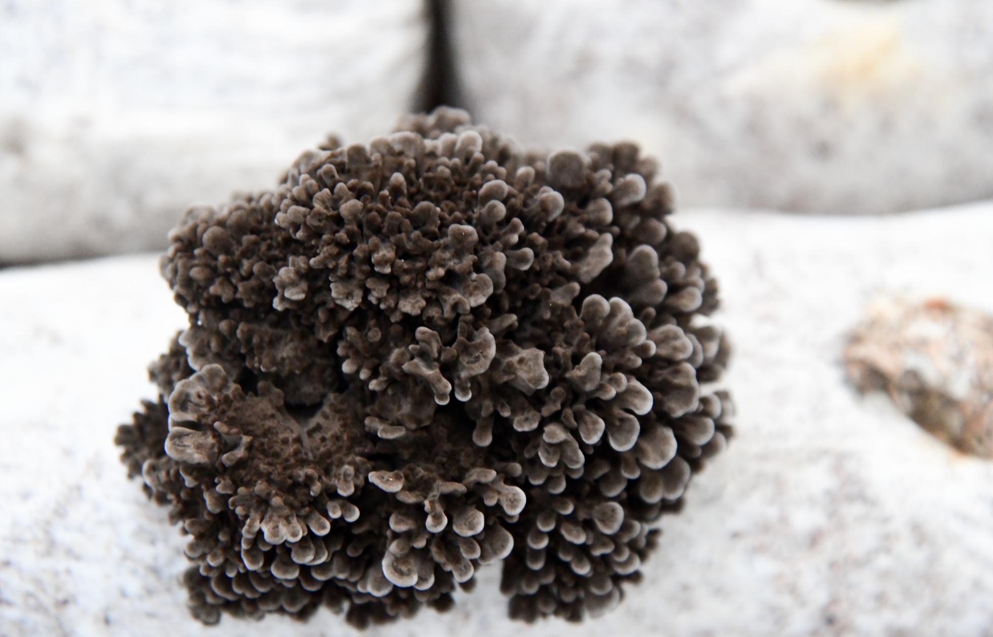 Organic Grifola Frondosa Extract Powder,Maitake Extract Powder Buy